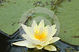 White Yellow waterlily Lotus