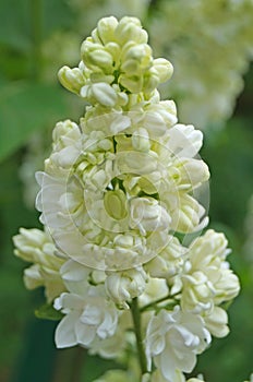 White, yellowish and greenish lilac flowers on a branch