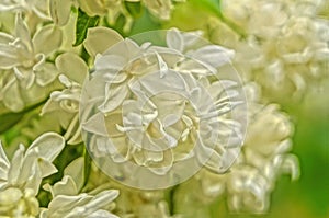 White, yellowish and greenish lilac flowers on a branch