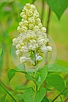 White, yellowish and greenish lilac flowers on a branch