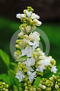 White, yellowish and greenish lilac flowers on a branch