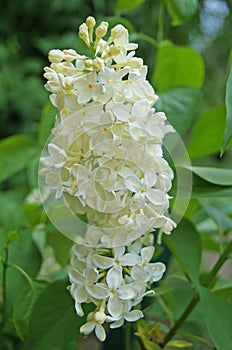 White, yellowish and greenish lilac flowers on a branch