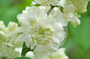 White, yellowish and greenish lilac flowers on a branch