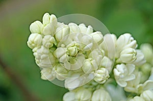 White, yellowish and greenish lilac flowers on a branch