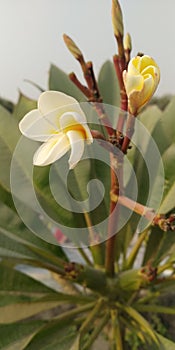 White and yellowish indian flower with buds