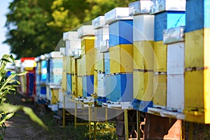 White, yelow and blue hives on the field