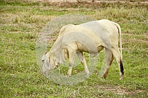 White young bull in the field