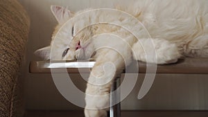 White Young Cat Lies on the Back of the Sofa and Sleeps. Portrait of a Cute Sleeping Kitten. Pets life, Pets concept