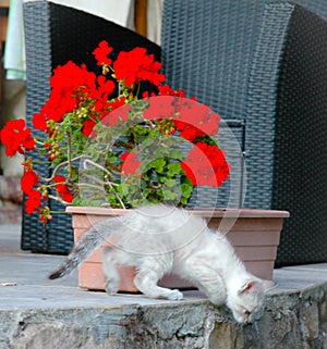 White young cat playing