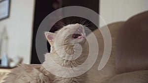 White Young Cat Sits on the Sofa. Funny Domestic Cat Plays, Looks Sideways. The Fun Life of Pets. Fluffy Pet Sitting at