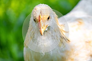 White young chicken close up on a blurred background