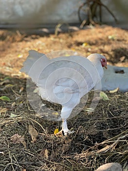 White young chicken walks on dry grass and leaves, poultry farming, farm, raising chickens