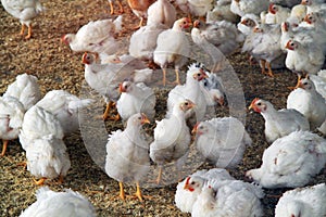 White Young chickens