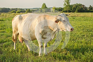 White young cow in countryside