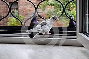 White young dove sits on the windowsill of an open window on a summer day