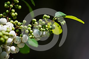 White & young fruit on tree branch in daylight1