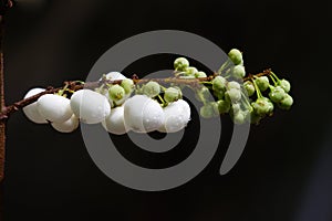 White & young fruit on tree branch in daylight6