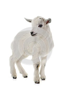 White young goat