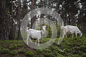 White young goats  in a mixed forest