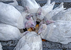 White young Guinea fowl pecking their food