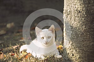 White young kitten lying on the grass.