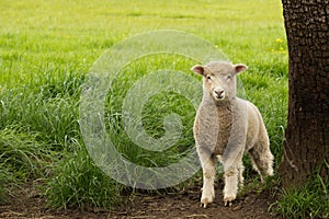 White Young Sheep Lamb