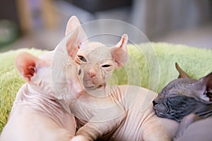 White young sphynx cats sleeping and playing on light green rug