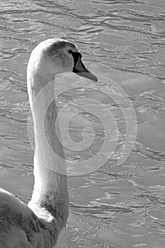 A white young swan plumage as focused can be coastal as continental