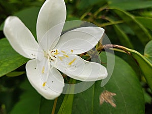 White yuca of my garden