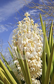 White Yucca Cactus Flowers