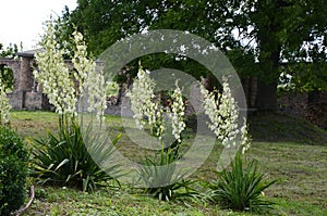 White flowers of yucca plant photo