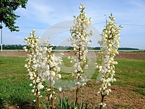 White yucca flowers on the lawn