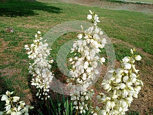 White yucca flowers on the lawn