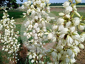 White yucca flowers on the lawn