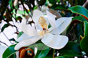 White yulan flower heart