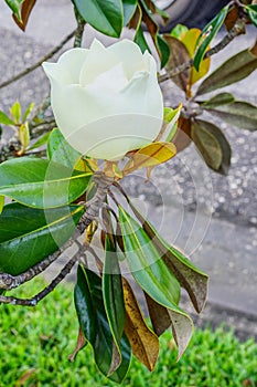 White yulan flower and leaf