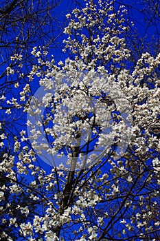 White Yulan Flowering Tree
