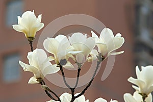 White Yulan flower