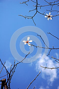 White Yulan Flowers in spring