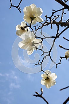 White yulan magnolia