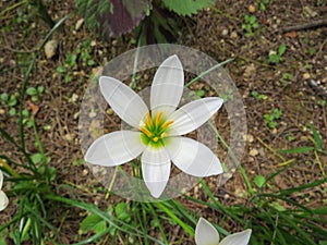 A white zephyr lily blooming.