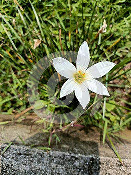 White Zephyr Lily flowers grew beside the sidewalk. photo