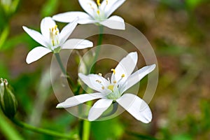 White zephyranthes atamasco flowers over green foliage background