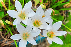 White zephyranthes flowers. Rain Lily