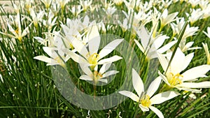 White zephyranthes lily flowers