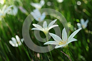 White Zephyranthes minuta flowers