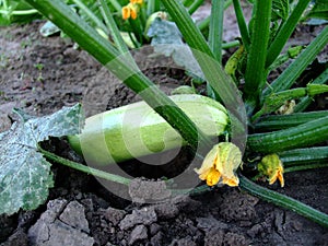 White Zucchini on the ground under a bush