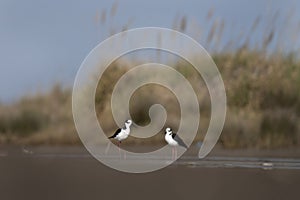 whitebacked stilt, himantopus melanurus