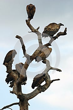 Whitebacked vultures in tree photo