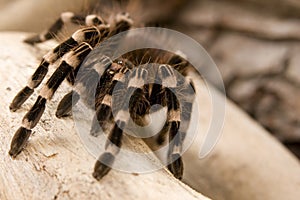 Whitebanded Tarantula